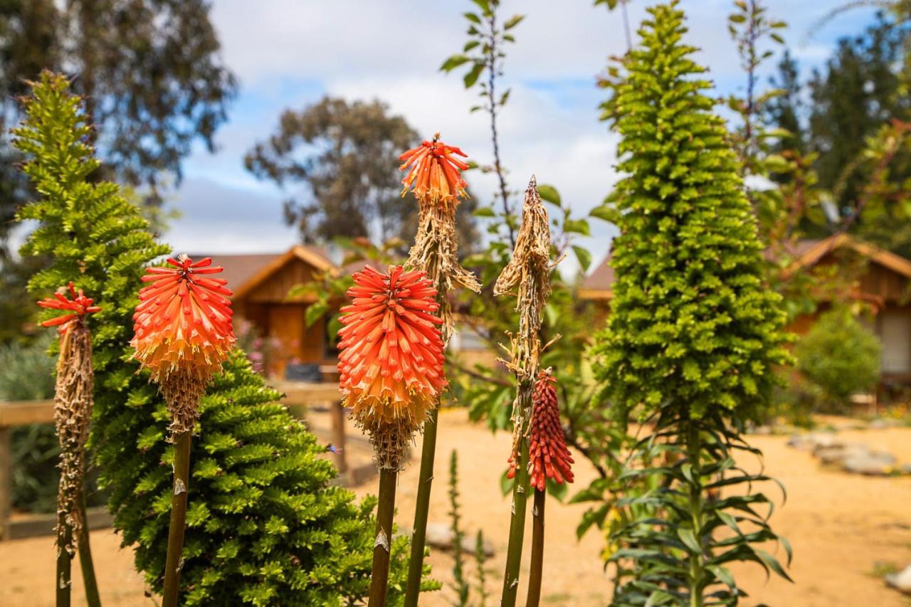 Cabana En Tunquen Con Parrilla, Fogon, Piscina Y Bosque Exterior foto